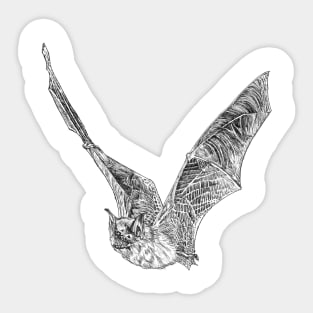 Bat scientific nature black ink pen drawing illustration Sticker